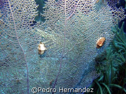 Flamingo Tongue,Culebra, Puerto Rico by Pedro Hernandez 